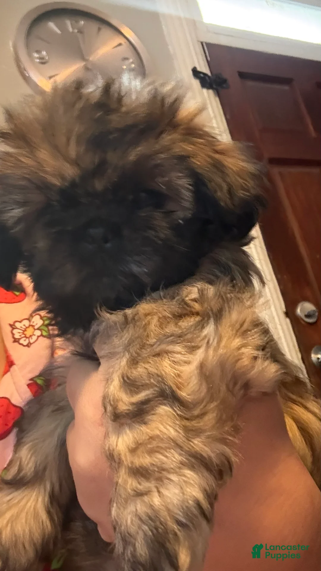 Shih Tzu dogs for sale: Sarabi - Ad 1