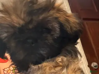 Shih Tzu dogs Sarabi - Ad 14