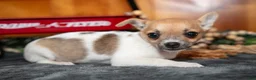 Chihuahua dogs for sale: Alana - Ad 2