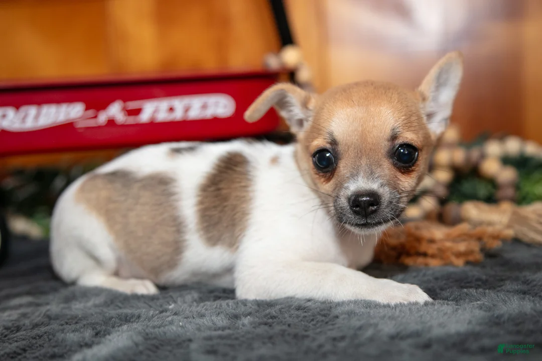 Chihuahua dogs for sale: Alana - Ad 2
