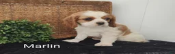 Cavalier King Charles Spaniel dogs for sale: Mike - Ad 8