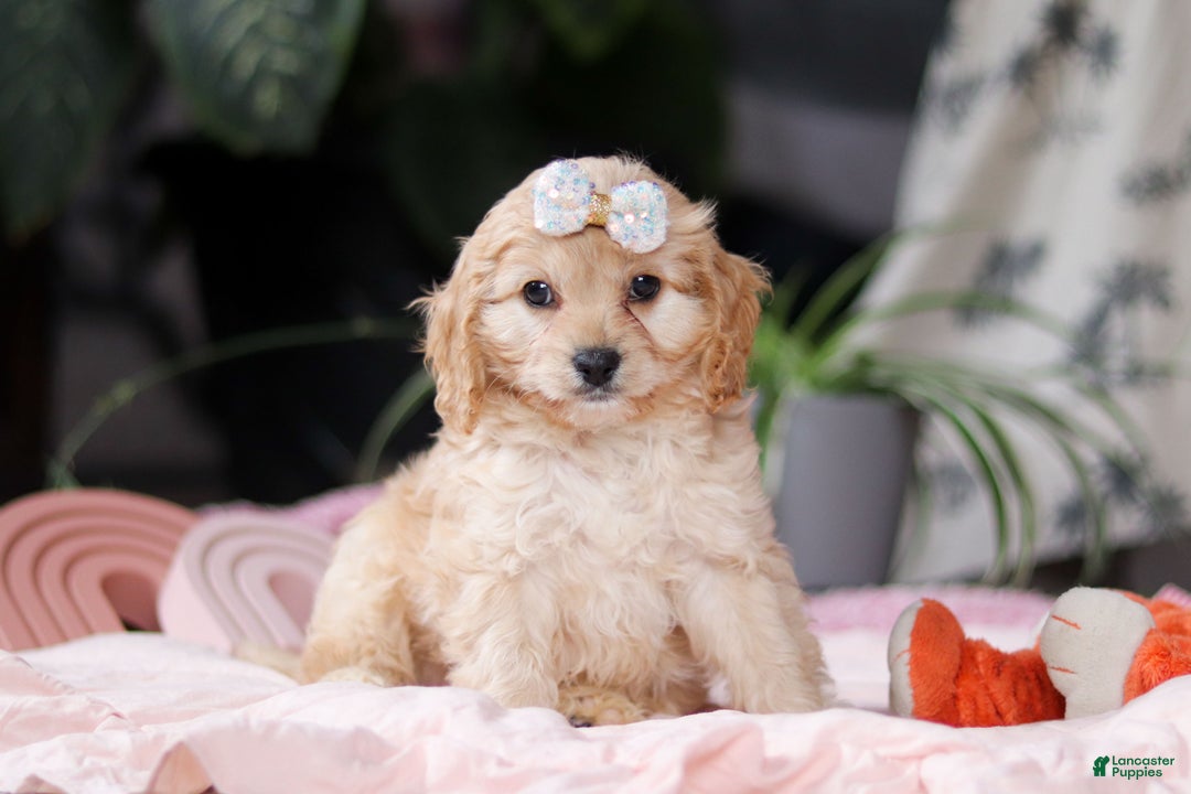 Cavapoo dogs for sale: Vivian - Ad 4