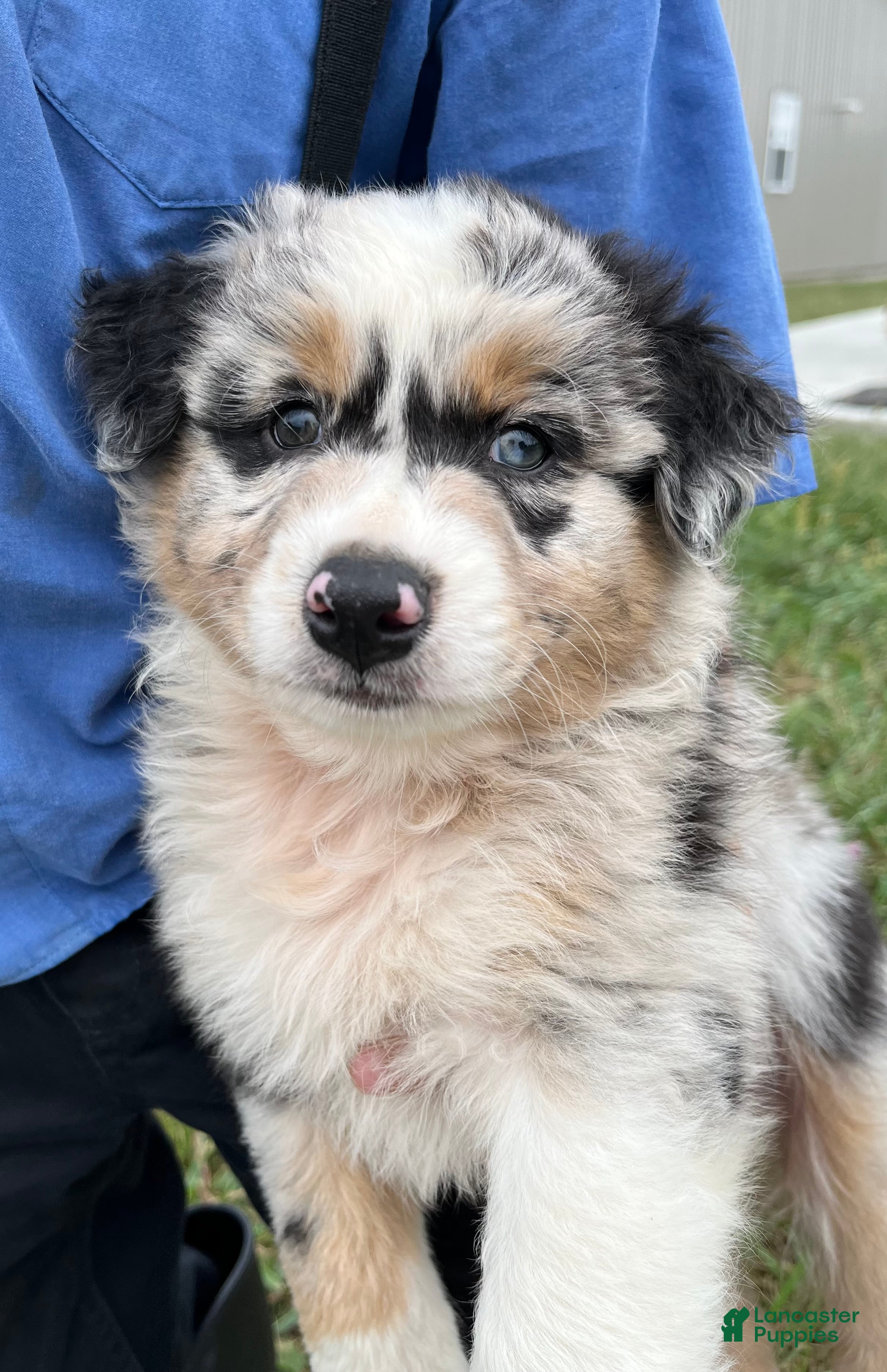Australian Shepherd dogs Wade - Ad 2