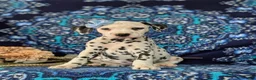 Dalmatian dogs for sale: Lainie - Ad 5