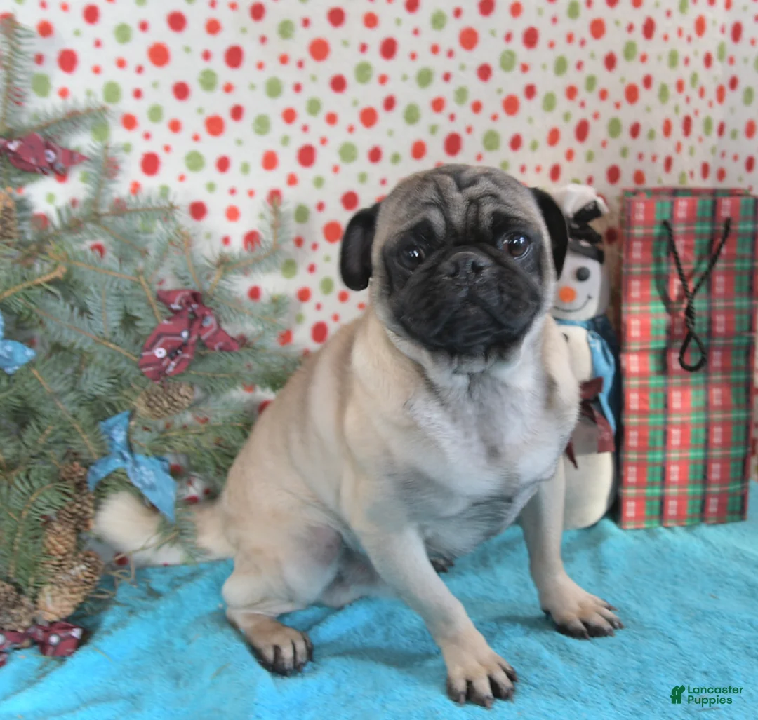 Puggle dogs for sale: Karina - Ad 12