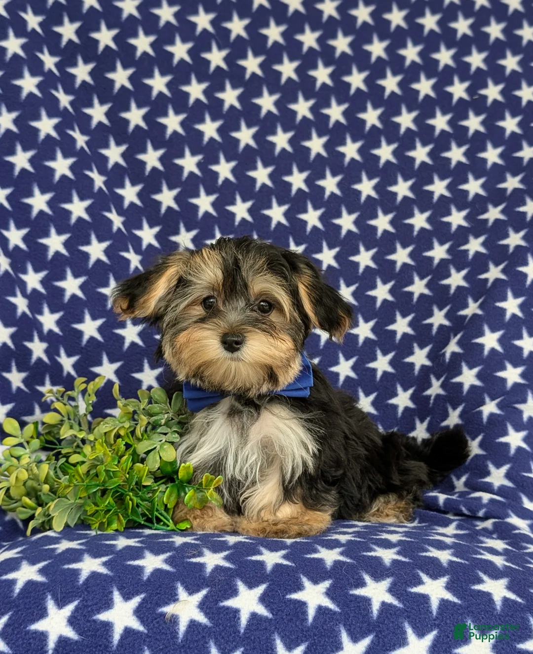 Morkie dogs for sale: Rainger 6 lbs Full Grown - Ad 1