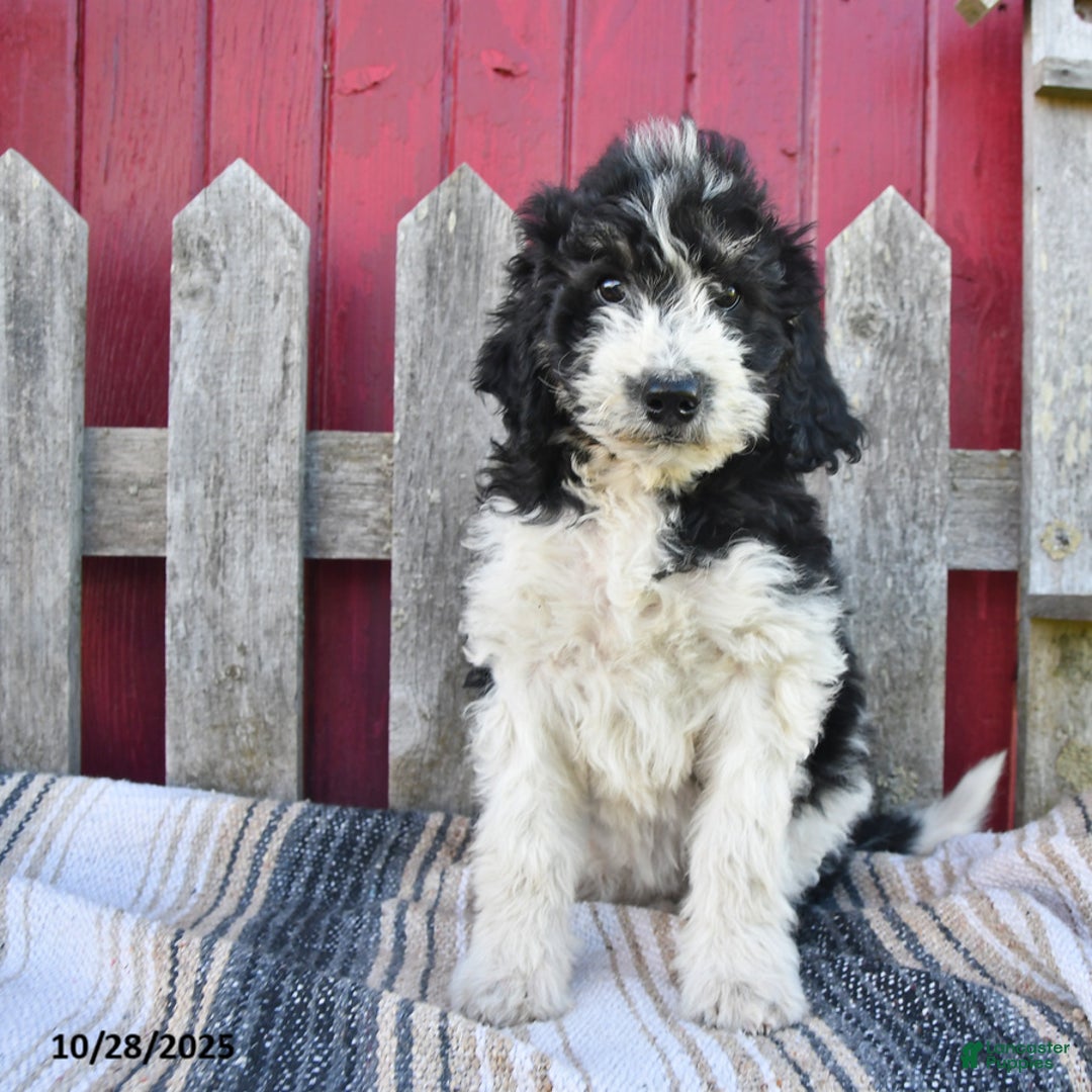 Bernedoodle dogs for sale: Sally - Ad 6