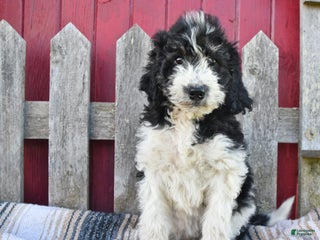 Bernedoodle dogs - Ad 18