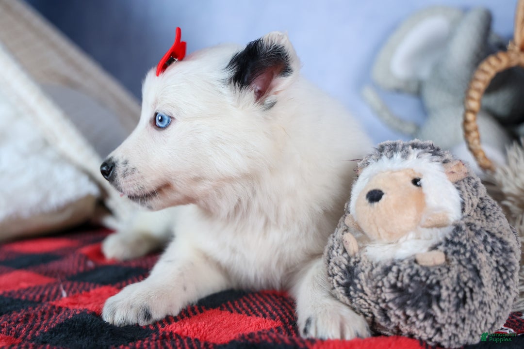 Mixed Breed dogs for sale: DAKOTA - Ad 10