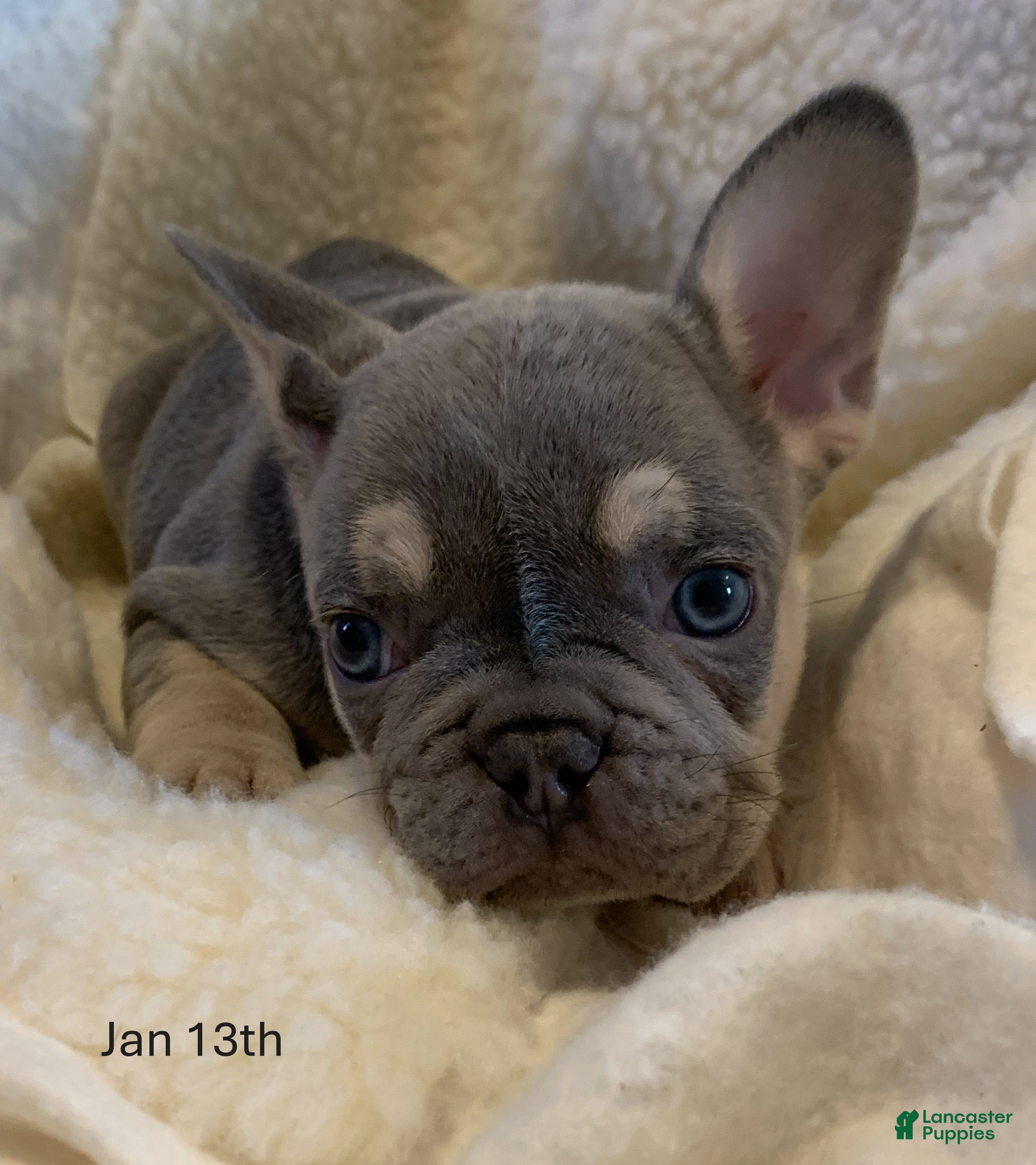 French Bulldog dogs Winston - Ad 9