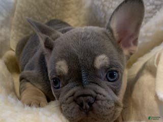 French Bulldog dogs Winston - Ad 14