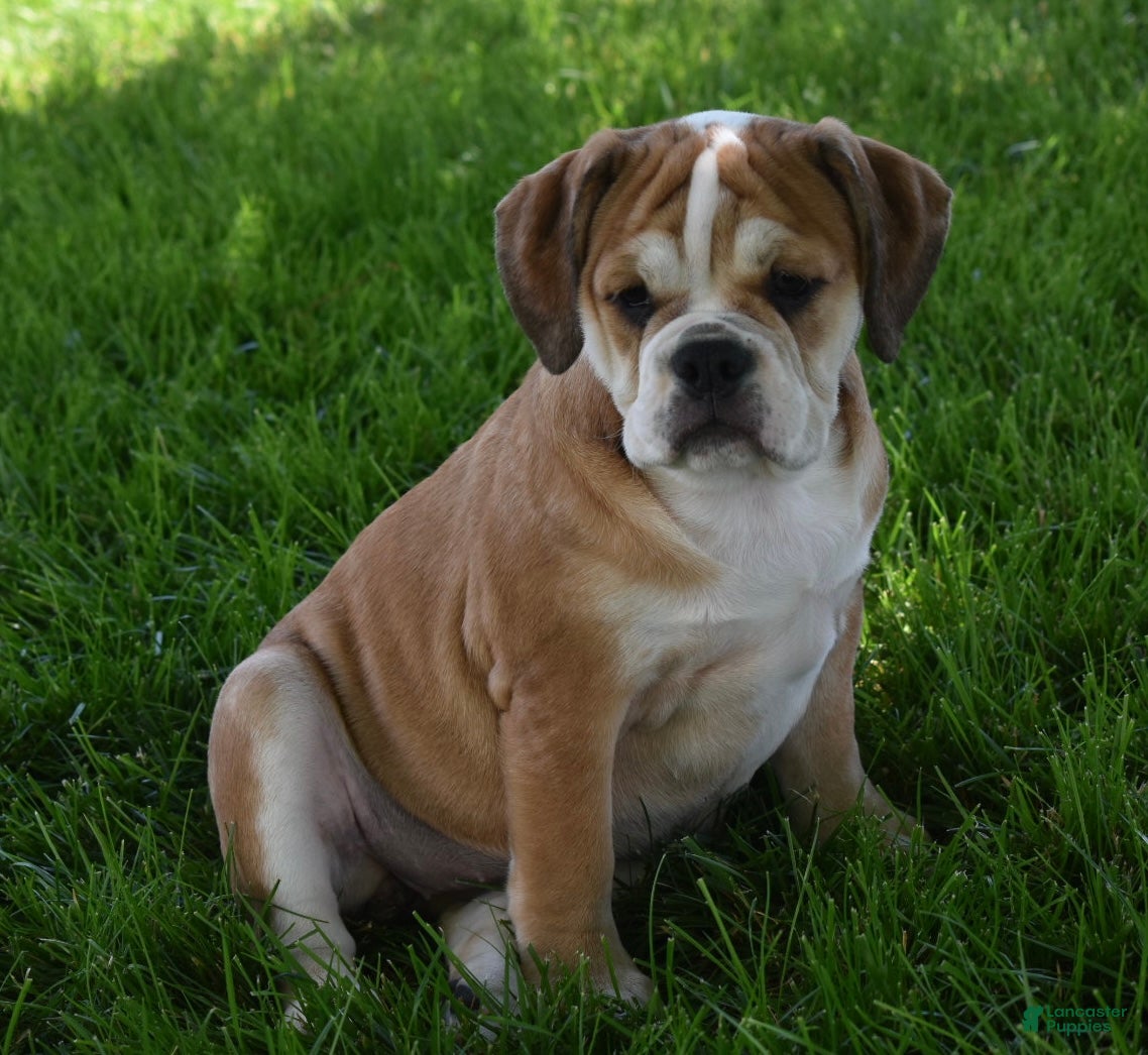 Beabull dogs Trixie  - Ad 1