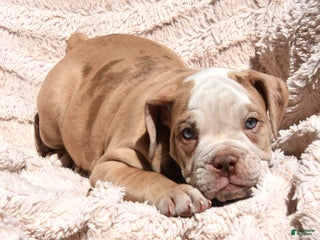 Olde English Bulldogge dogs - Ad 34