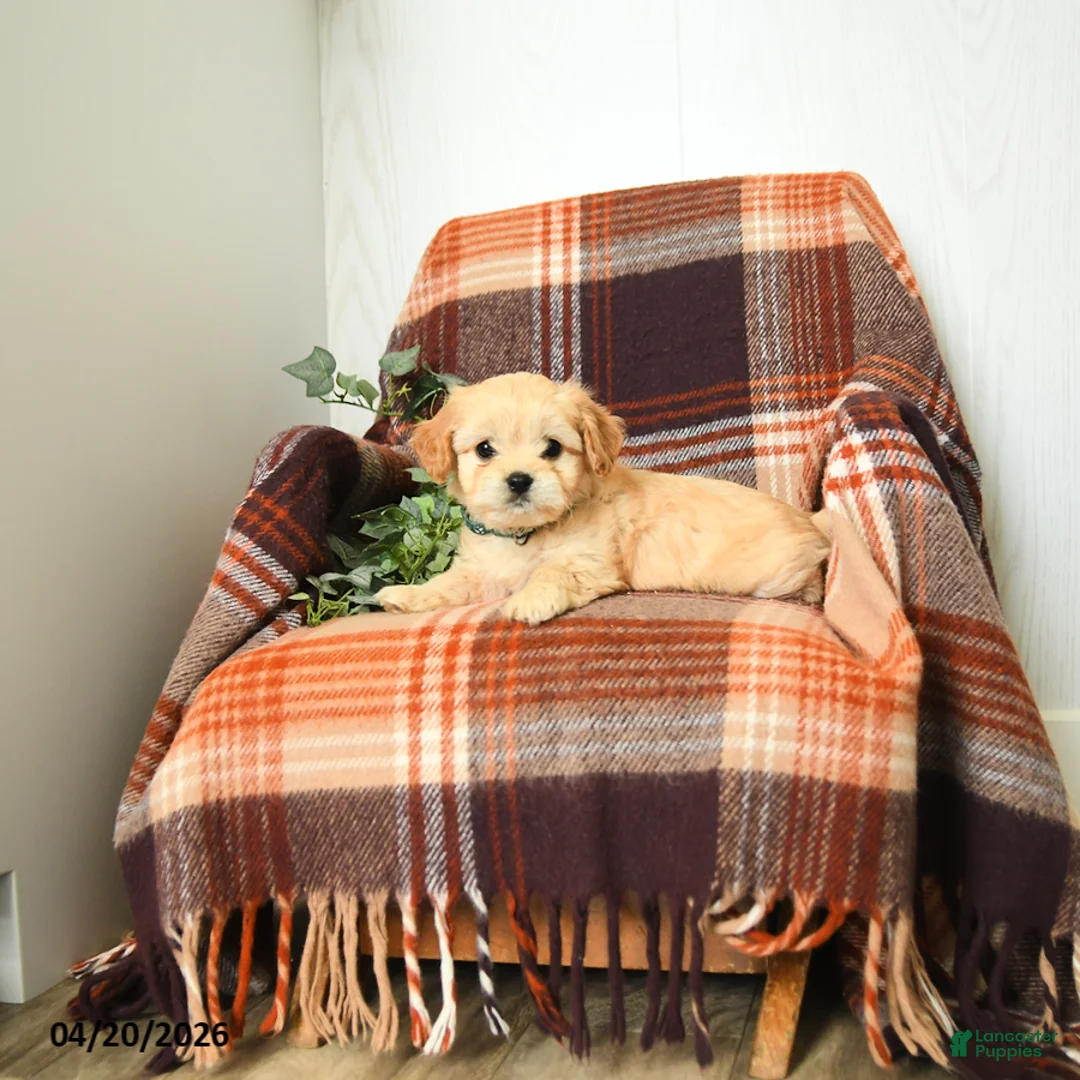 Cavachon dogs for sale: Kenny - Ad 3