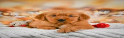 Golden Retriever dogs for sale: Cash - Ad 6