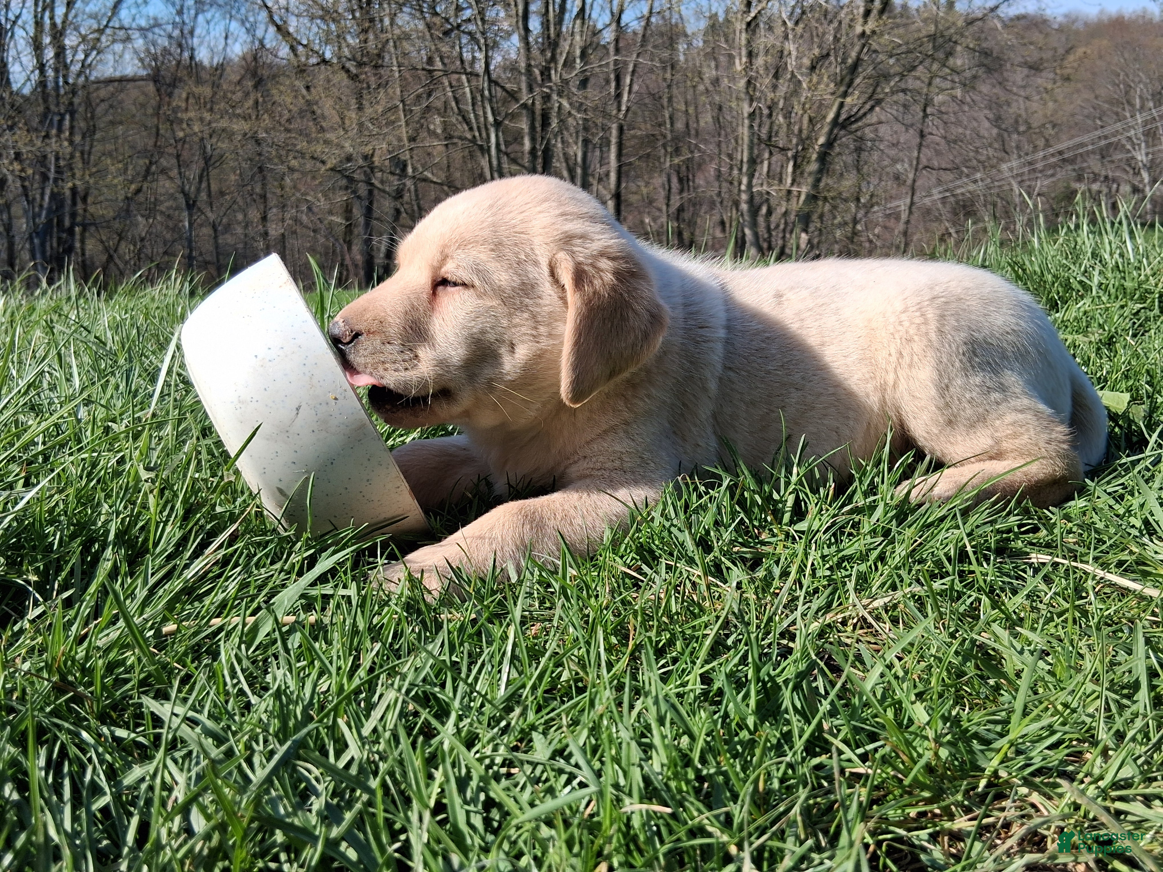 Labrador Retriever dogs Labrador Retriever Puppy 2 - Ad 1