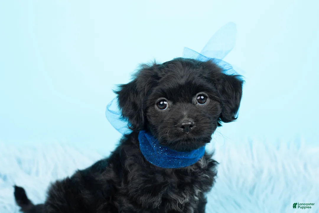 Maltipoo dogs for sale: Baby Yoda - Ad 1