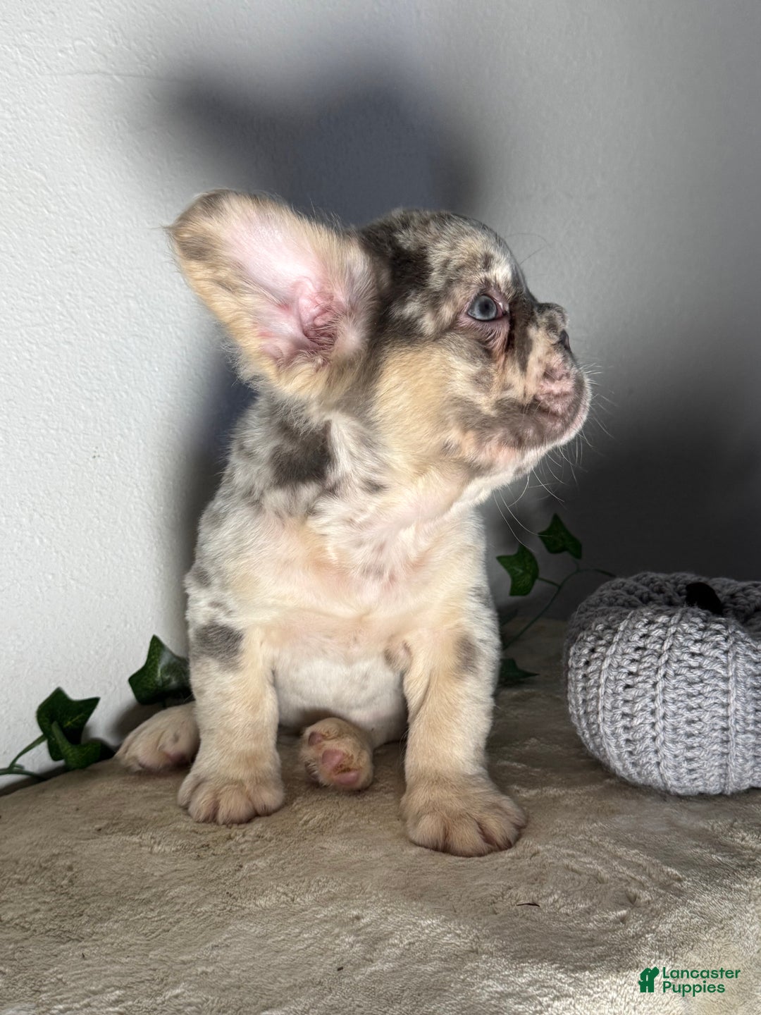 French Bulldog dogs for sale: Big Rope Lilac tan Merle Fluffy Male  - Ad 6