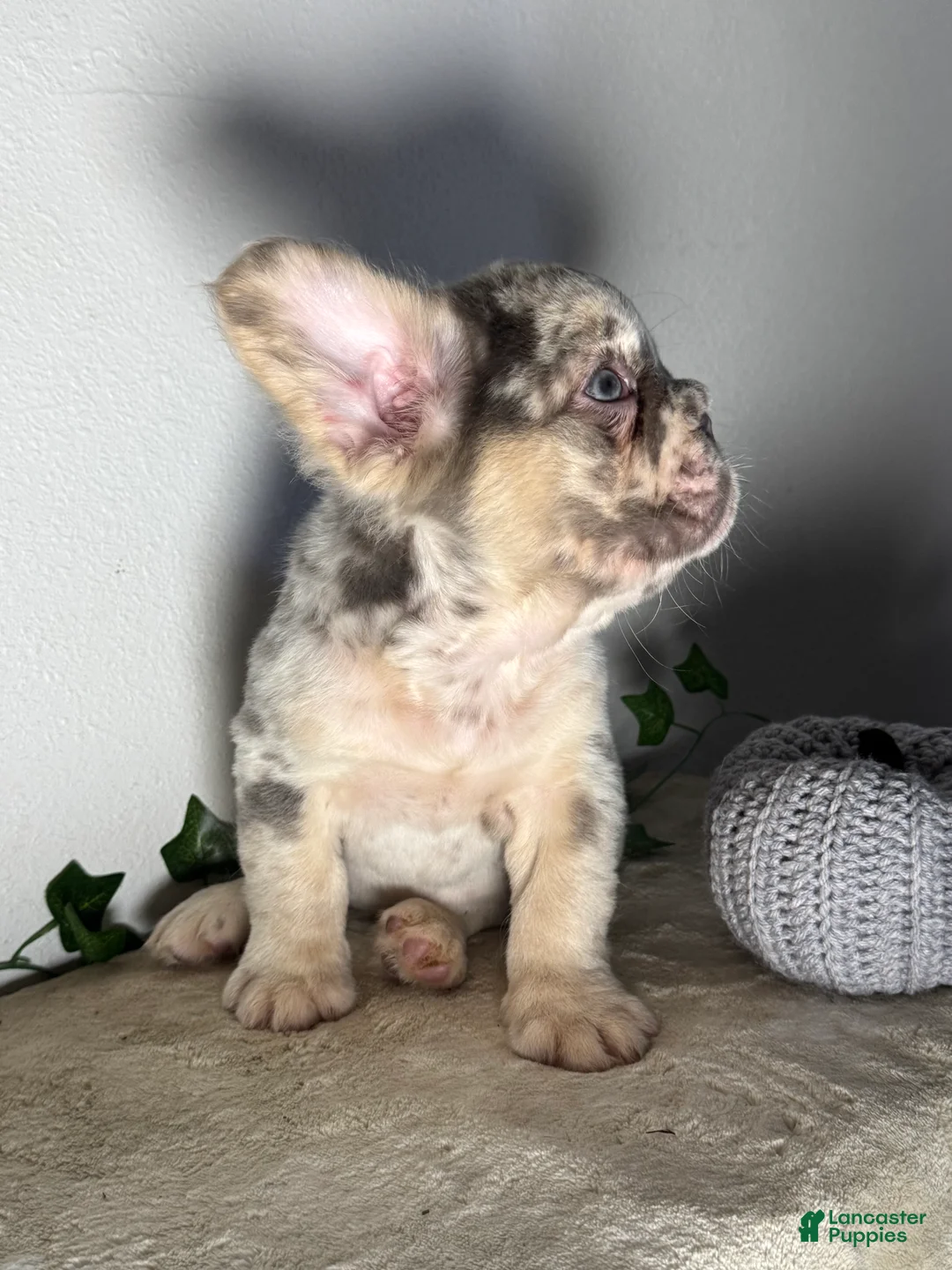 French Bulldog dogs for sale: Big Rope Lilac tan Merle Fluffy Male  - Ad 8