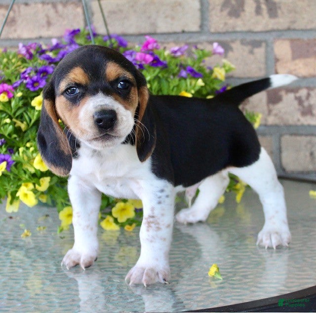 Beagle dogs for sale: Charlie - Ad 4