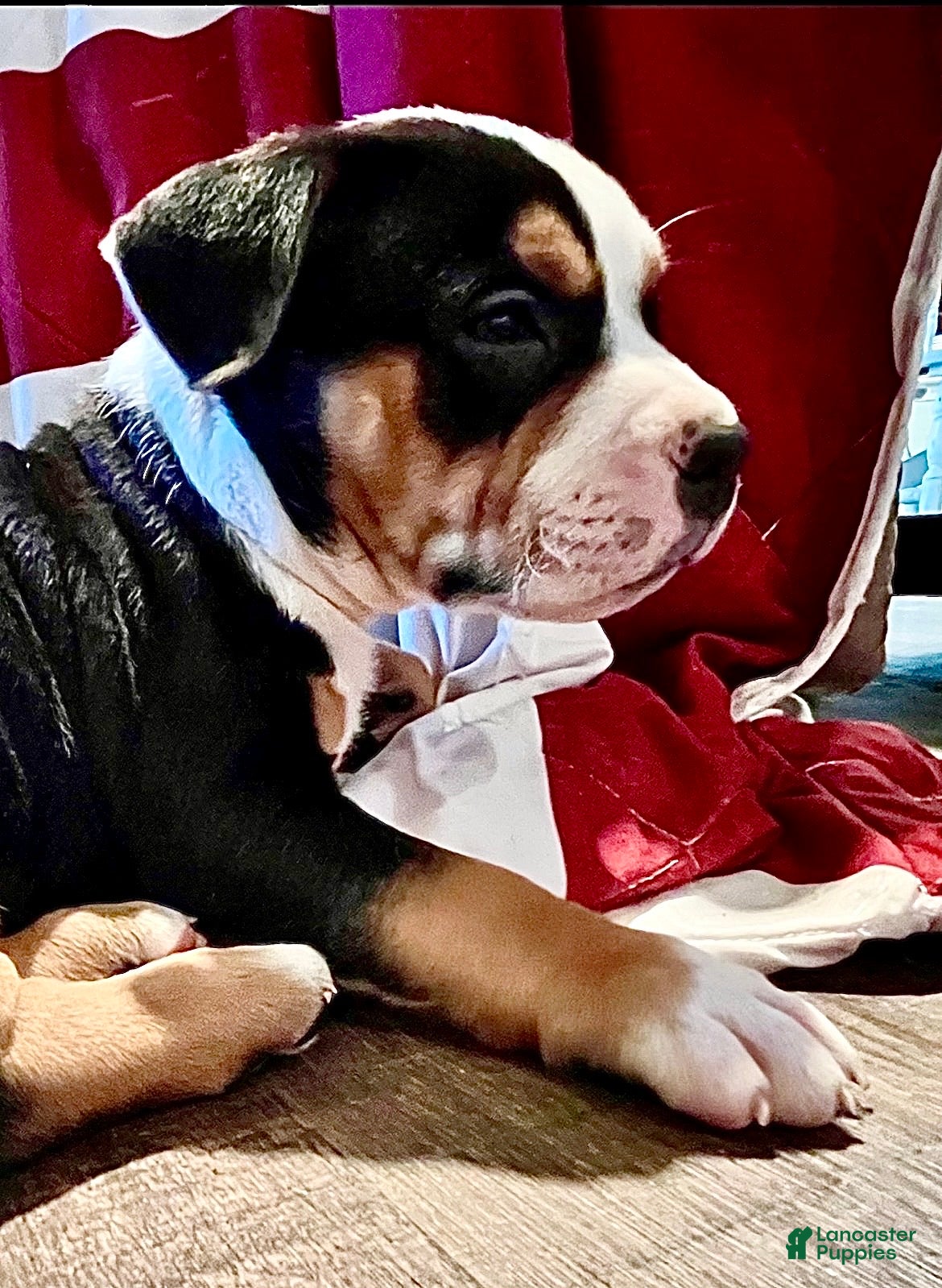 American Bully dogs American Bully 4 - Ad 1