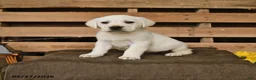 Labrador Retriever dogs for sale: Gunner - Ad 1