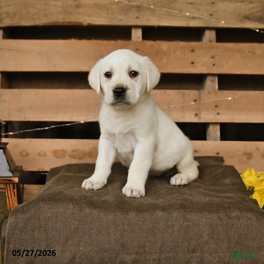 Labrador Retriever dogs for sale: Gunner - Ad 1
