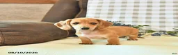 Miniature Dachshund dogs for sale: Timber - Ad 2