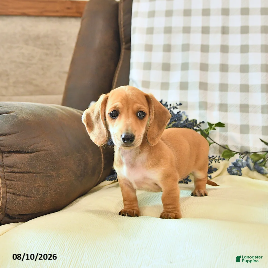 Miniature Dachshund dogs for sale: Timber - Ad 2