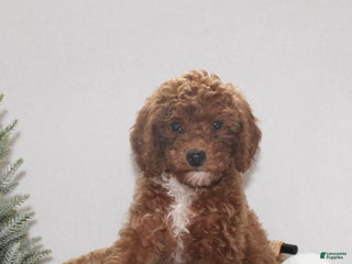 Cavapoo dogs Remi - Ad 1