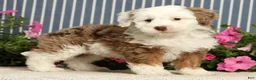 Mini Bernedoodle dogs for sale: Jayce - Ad 3