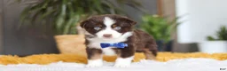 Australian Shepherd dogs for sale: Sydney - Ad 2