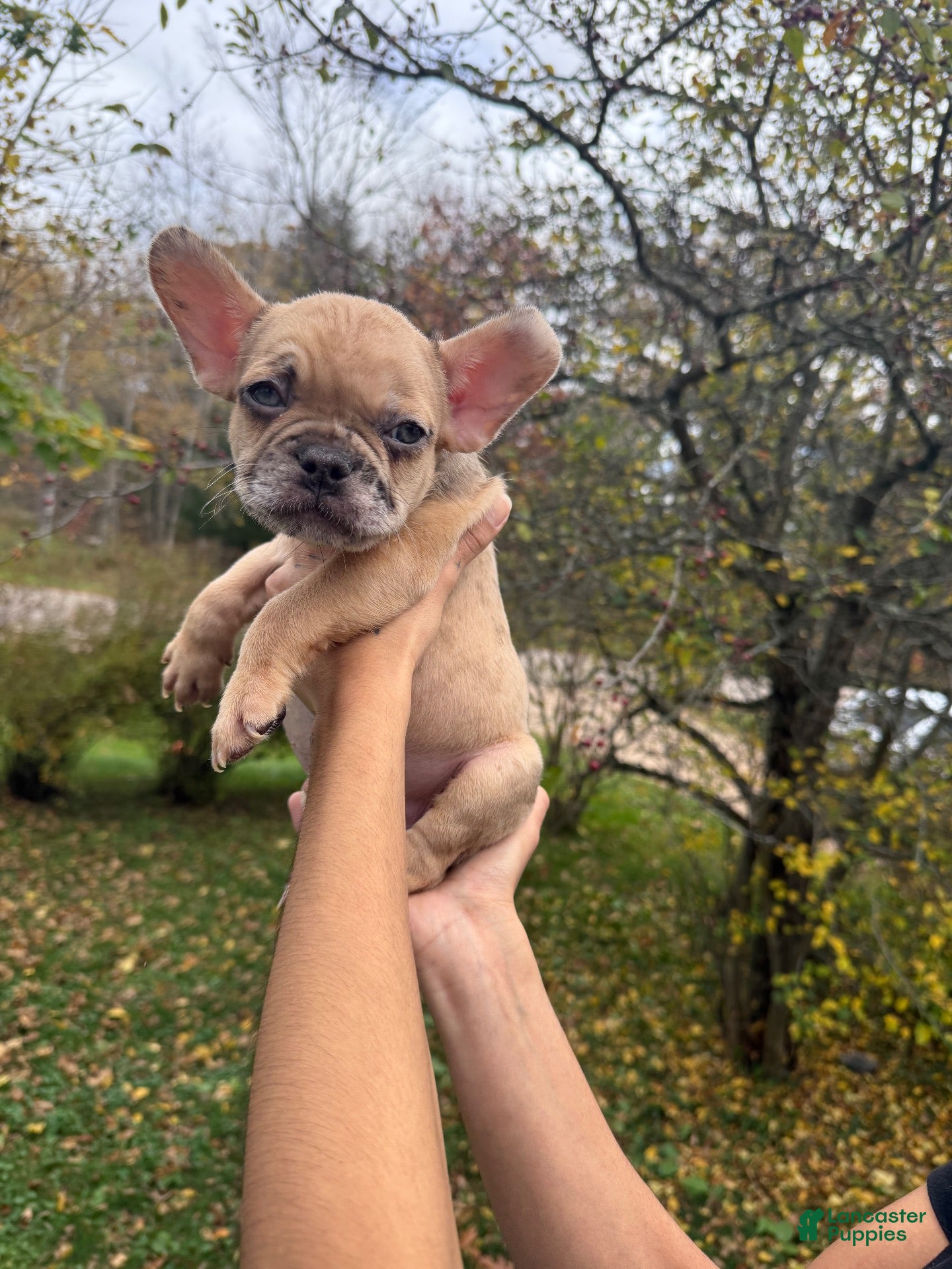 French Bulldog dogs French Bulldog 1 - Ad 1