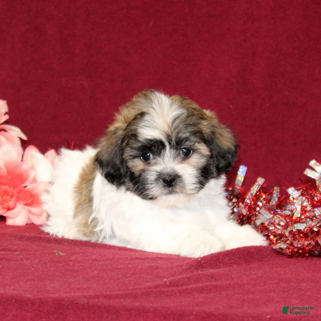 Teddy Bear dogs for sale: Zinnia - Ad 1