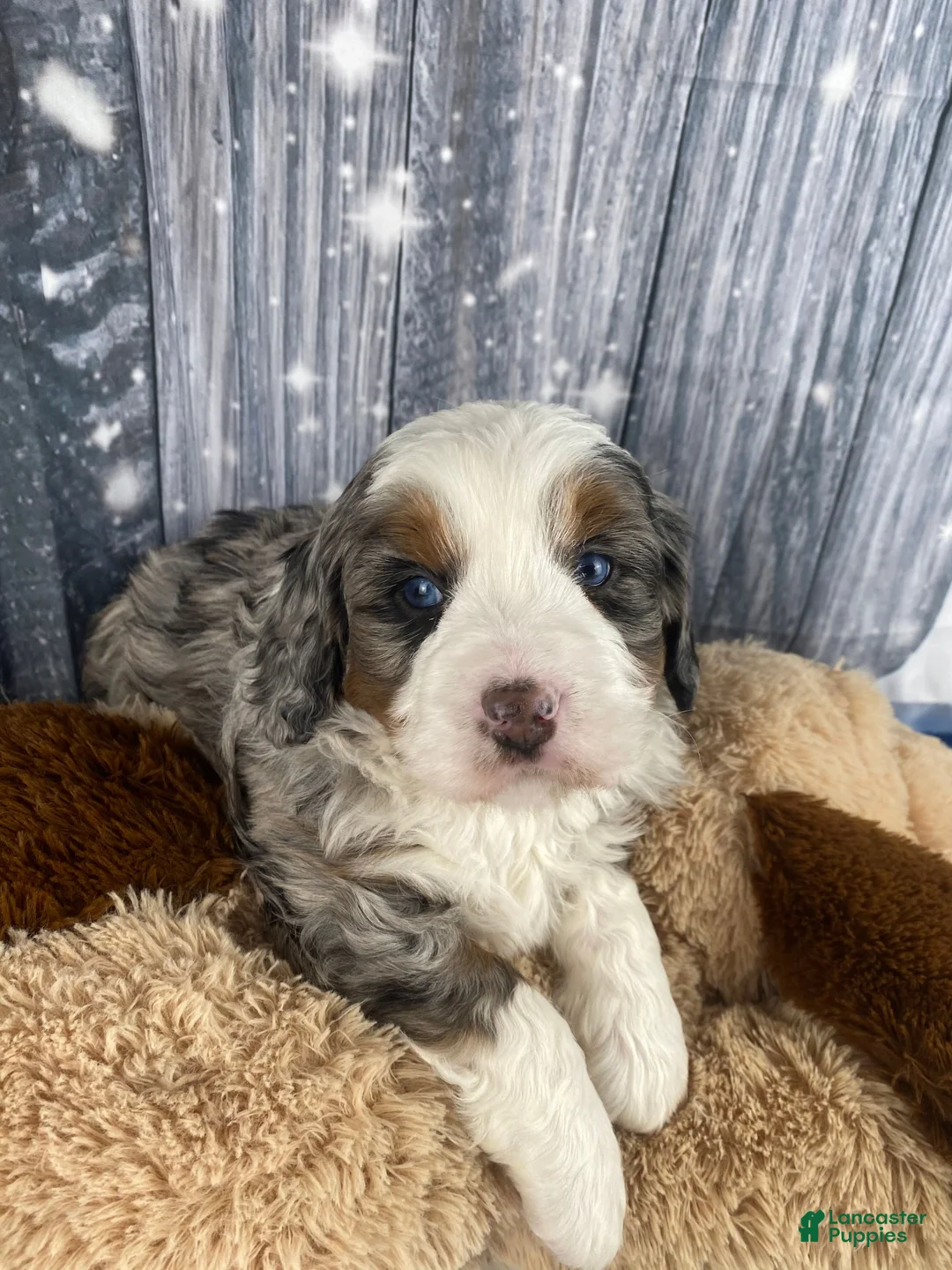 Mixed Breed dogs for sale: Rylan - Ad 2