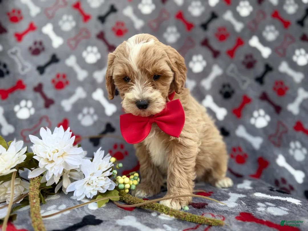 Cockapoo dogs for sale: Whiskey - Ad 4