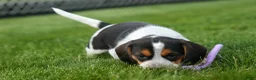 Beagle dogs for sale:  Copper 🐶 - Ad 3
