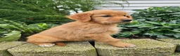 Golden Retriever dogs for sale: Jackie - Ad 4