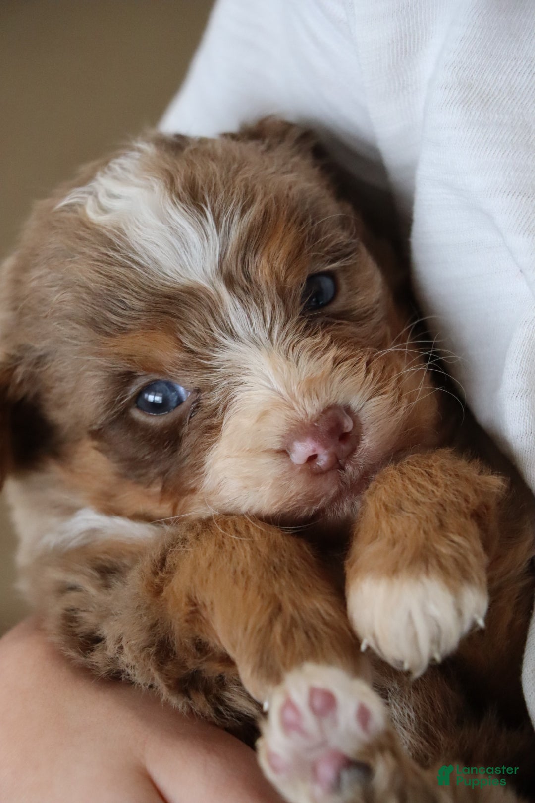 Mixed Breed dogs for sale:  chase - Ad 3