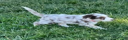 Aussiedoodle dogs for sale: Latigo  - Ad 6