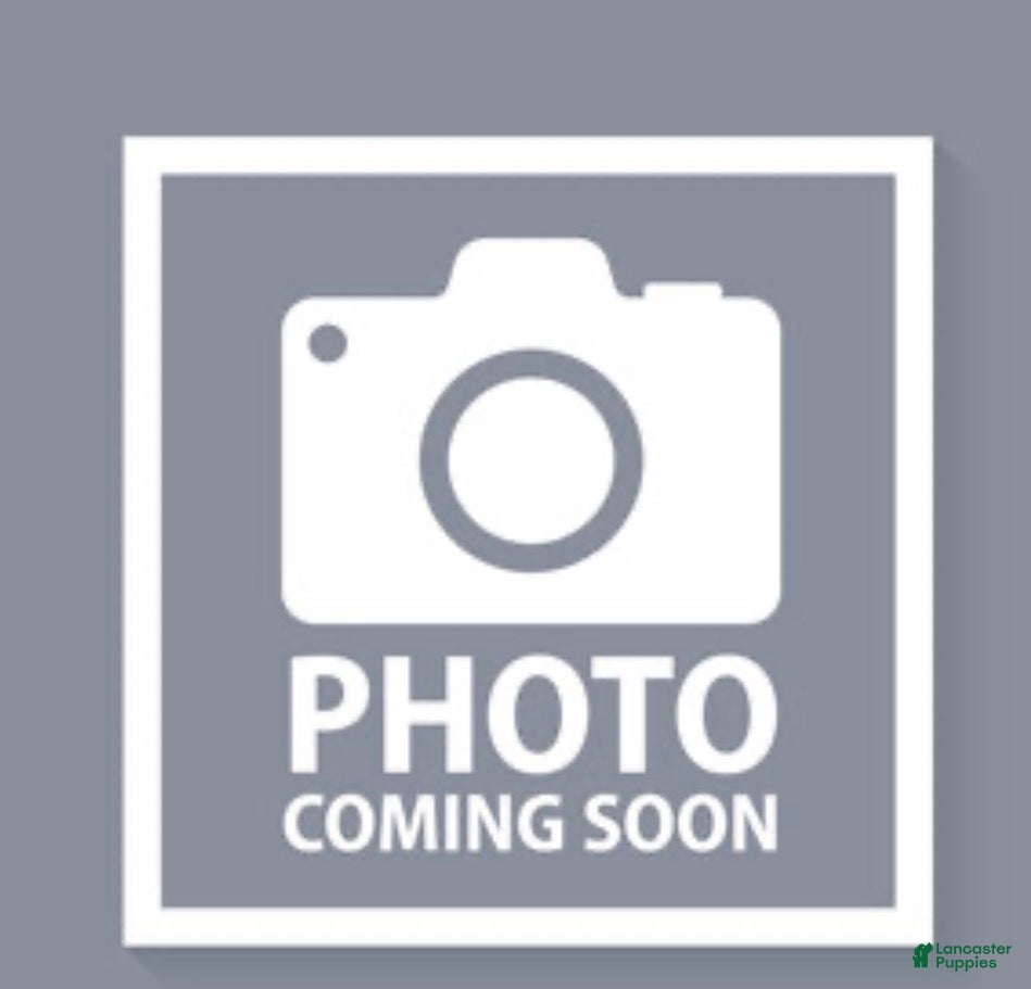 Rottweiler dogs Sunshine - Ad 39