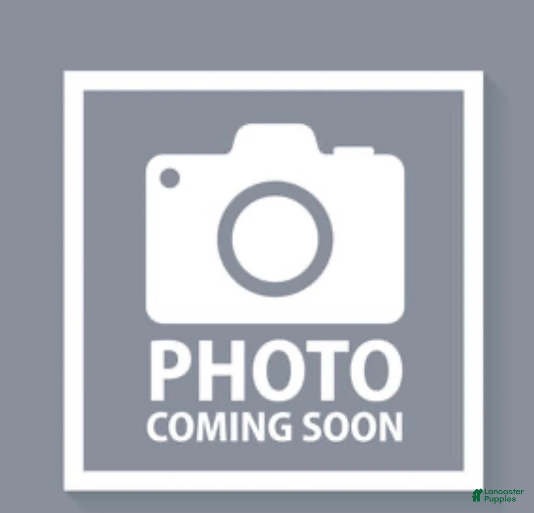 Rottweiler dogs for sale: Sunshine - Ad 1