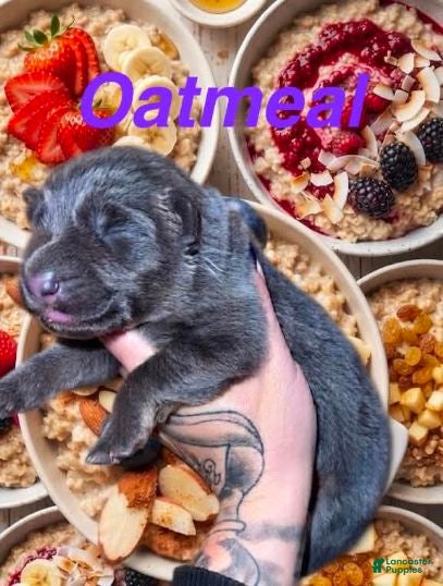 German Shepherd dogs Oatmeal - Ad 20