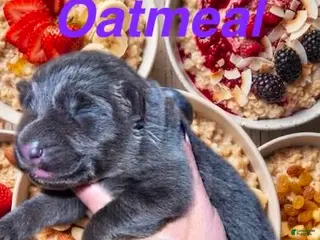 German Shepherd dogs Oatmeal - Ad 20