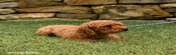 Mini Goldendoodle dogs for sale: Peanut  - Ad 7