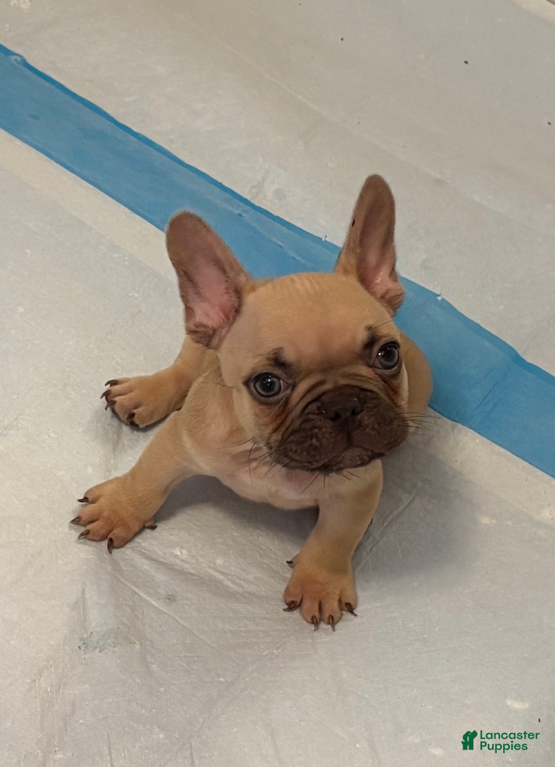 French Bulldog dogs for sale: Dobby - Ad 1