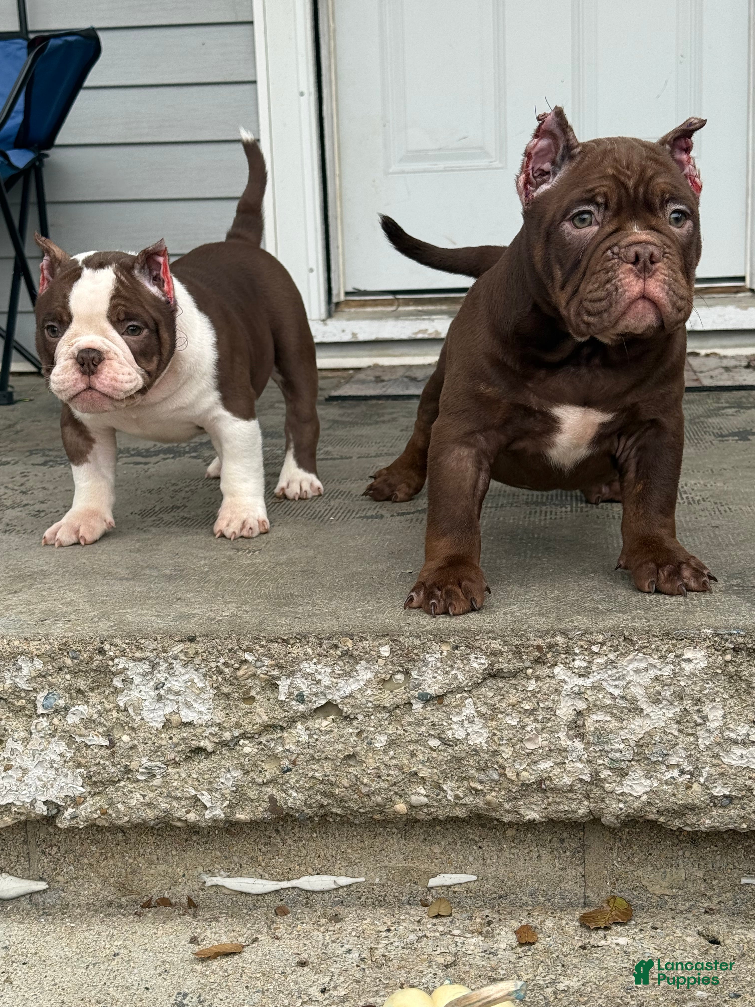 American Bully dogs American Bully Puppy 2 - Ad 4