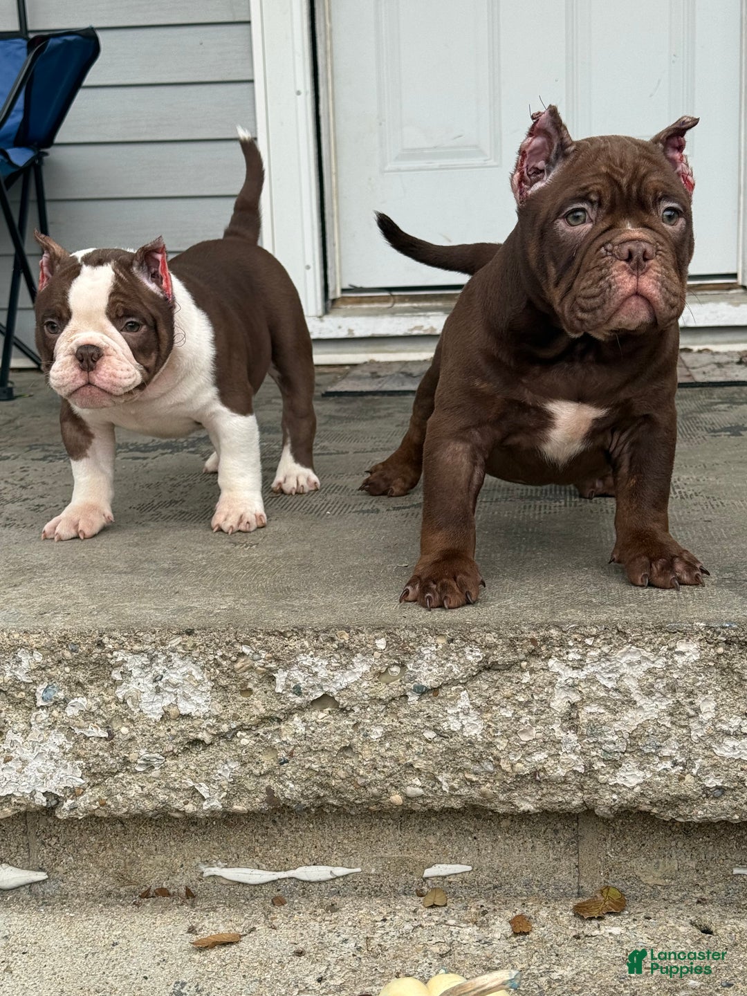 American Bully dogs for sale: American Bully Puppy 2 - Ad 1