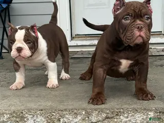 American Bully dogs American Bully Puppy 2 - Ad 6