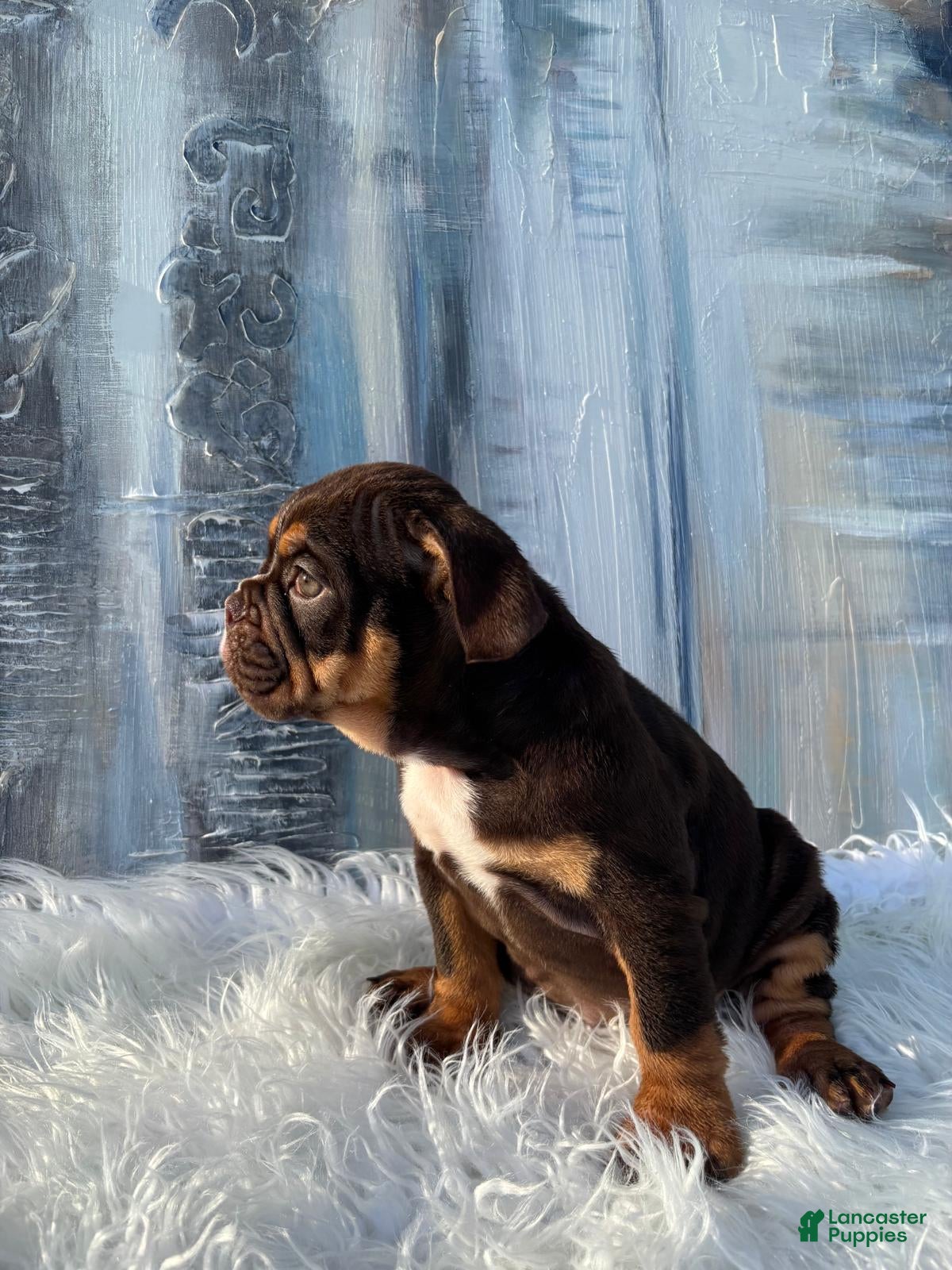 English Bulldog dogs FUDGE - Ad 1
